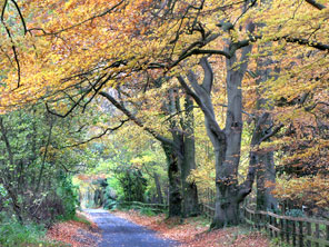 Stockbridge Autumn Lane